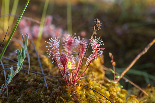 Flowers of the sundew on the moss