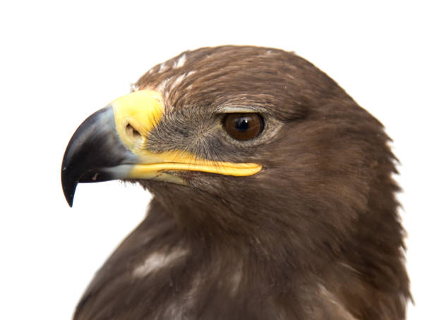 istock portrait of a hawk 665316014