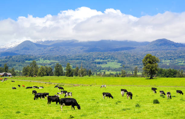 istock Cows in the Alpine meadow 665319014