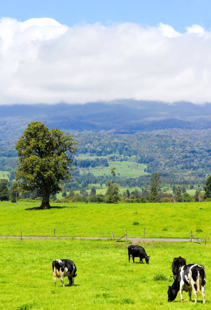 istock Cows in the Alpine meadow 665319026