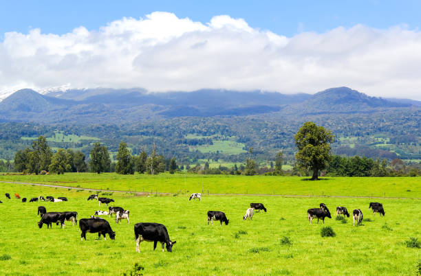 istock Cows in the Alpine meadow 665319028