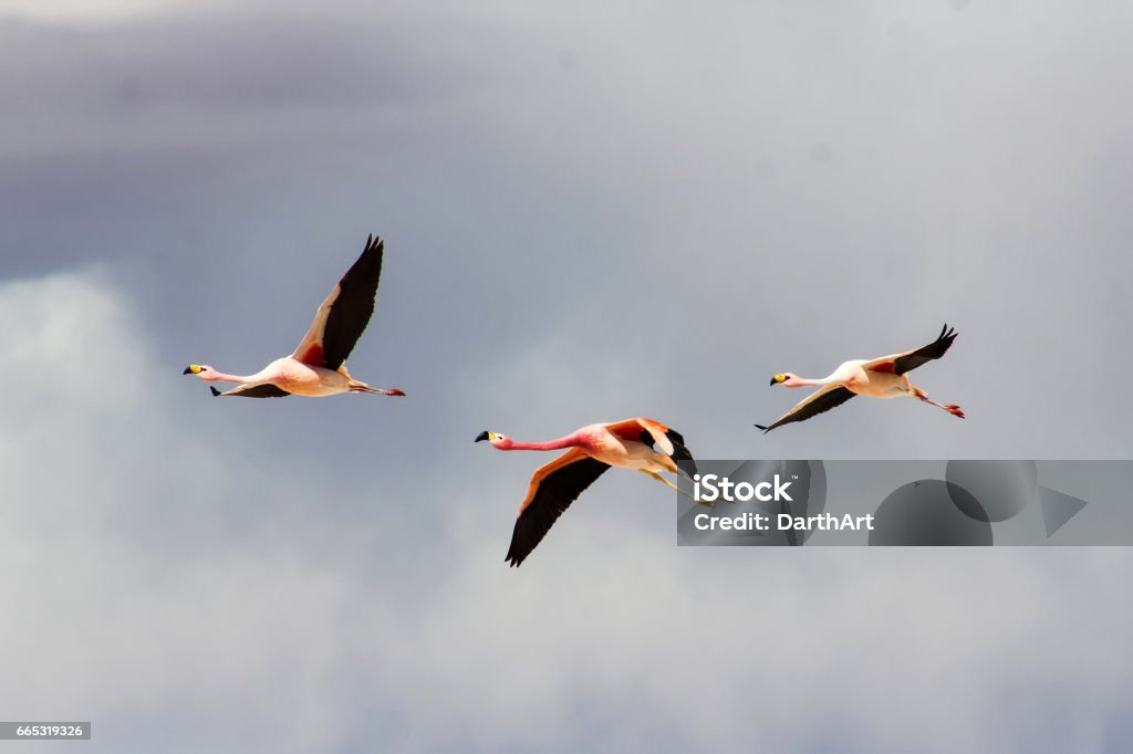 Flying flamingos Flying flamingos over cloudy sky Chile Stock Photo