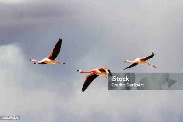 Flying Flamingos Stock Photo - Download Image Now - Chile, Flamingo, Hill