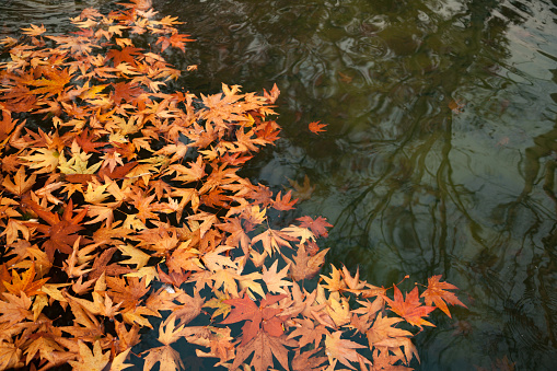 Fallen leaves from maple trees floating on water inside Shalimar Bagh (garden) in Srinagar, Jammu and Kashmir, India
