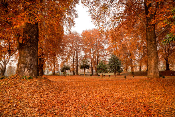 istock An inside view of Nishat Bagh (garden) during autumn at Srinagar 665322622