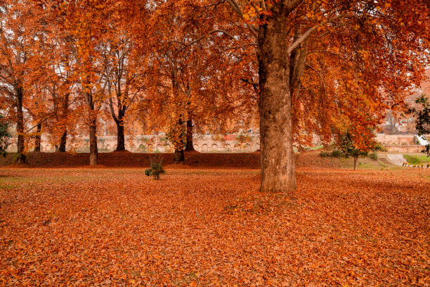 istock An inside view of Nishat Bagh (garden) during autumn at Srinagar 665322630