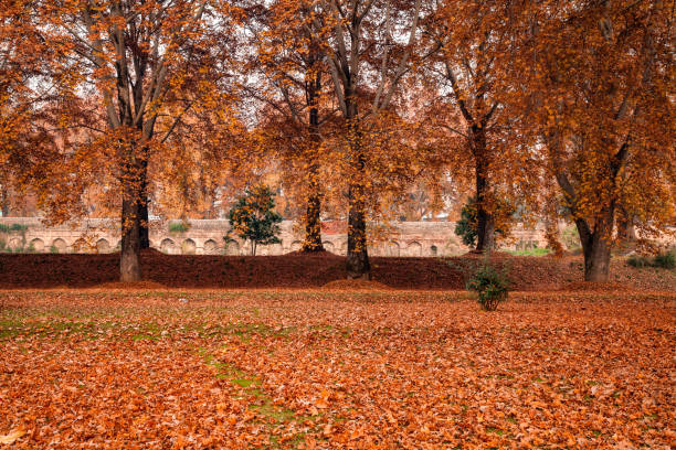 istock An inside view of Nishat Bagh (garden) during autumn at Srinagar 665322680
