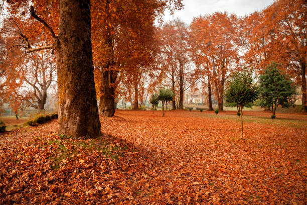 istock An inside view of Nishat Bagh (garden) during autumn at Srinagar 665322690