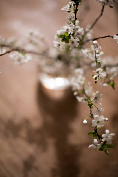 Close up of spring blossom flowers