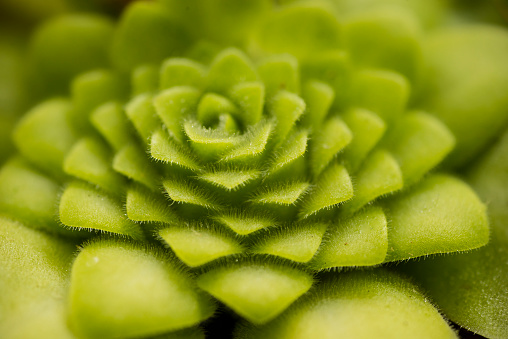 Leaf rosette of the carnivorous Pinguicula moranensis with sticky tentacles.