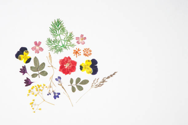dried flowers and leaves