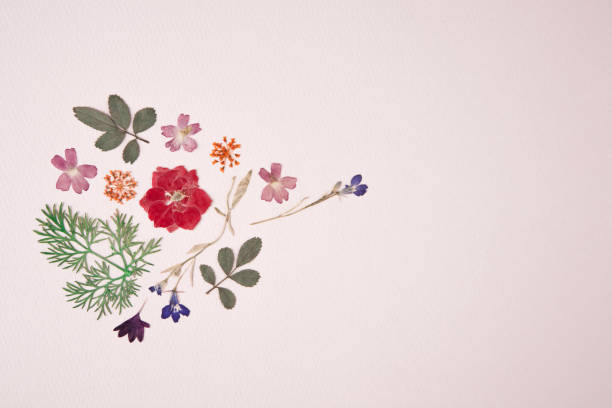 istock dried flowers and leaves 665326864