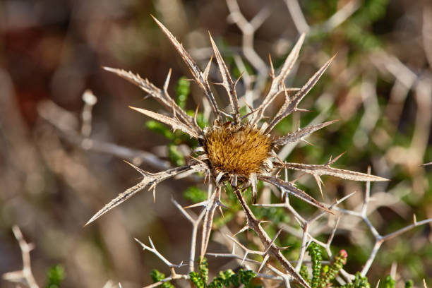 Dry Milk thistle spiked plant in the desertDry Milk thistle spiked plant in the desert