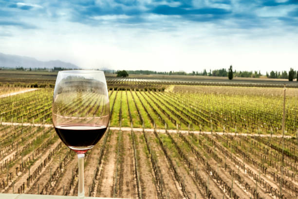 istock Glass of red wine 665337190