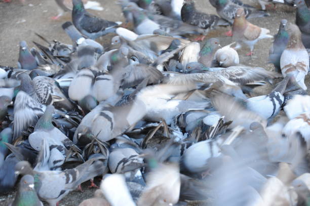istock Pigeons in the city - Spain 665337828