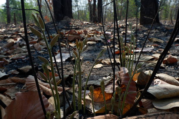 istock Forest Fire in Thailand and Southeast Asia. 665337950