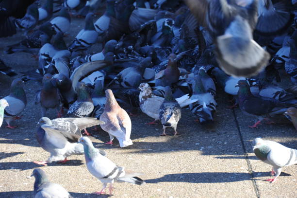 istock Pigeons in the city - Spain 665337986