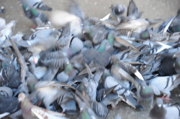 Pigeon, Pigeons, Spain, grey, Food