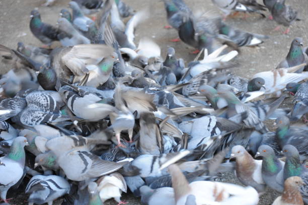 istock Pigeons in the city - Spain 665339750