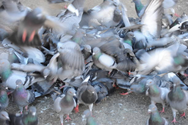 istock Pigeons in the city - Spain 665341688