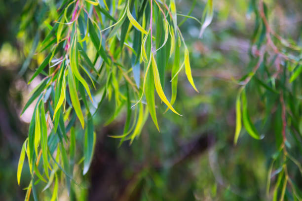 Natural background with   jarrah  leaves (Eucalyptus marginata)