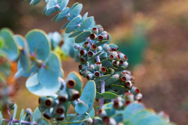 istock Booklaf mallee   plant 665345494