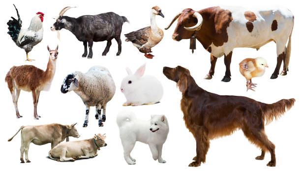 istock farm animals. Isolated over white background 665345536