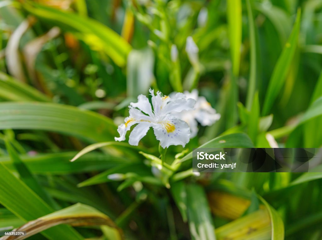 Serie De Flores De Primavera Iris Japonica Iris Con Flecos Flor De Mariposa Hierba Perenne Rizomatosa Con Flores De Lavanda Blancas A Pálidas Con Cresta Naranja A Amarilla Y Manchas Púrpuras A Serie De Flores De Primavera Iris Japonica Iris Con Flecos Flor De Mariposa Hierba Perenne Rizomatosa Con Flores De Lavanda Blancas A Pálidas Con Cresta Naranja A Amarilla Y Manchas Púrpuras A