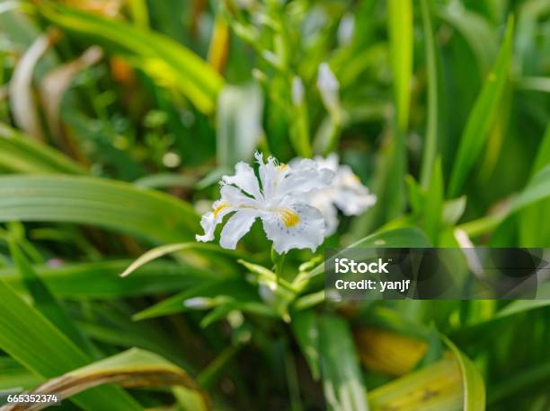 Serie De Flores De Primavera Iris Japonica Iris Con Flecos Flor De Mariposa  Hierba Perenne Rizomatosa