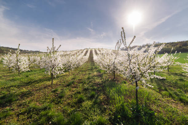 istock Blossoming flower cherry orchard in spring time 665352540