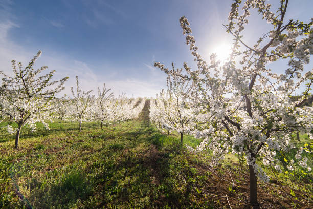 istock Blossoming flower cherry orchard in spring time 665352546