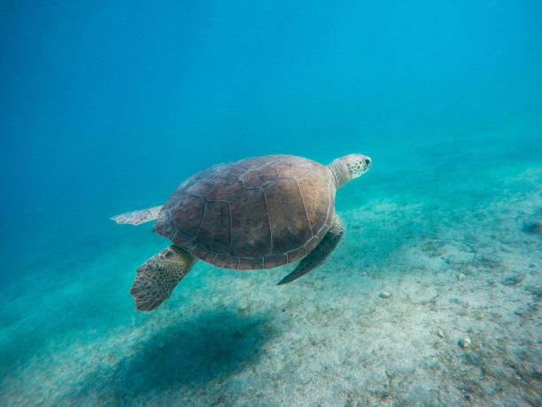 Sea turtle swimming over coral reef