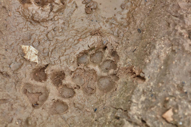 istock Dog marks on cracked and dry mud 665353186