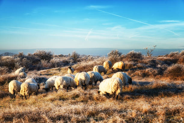 A sheep bending down to eat some grass frosted in the early morning. Taken in Yorkshire.