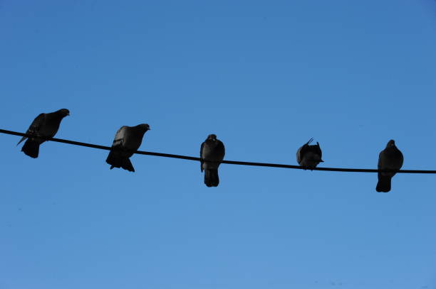 istock Pigeons in the city - Spain 665353464