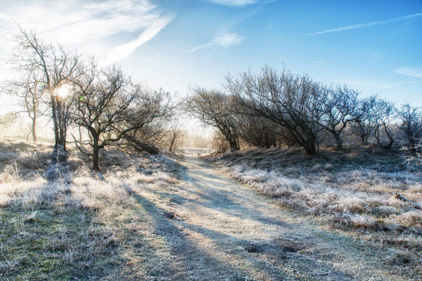 Sundown in winter snowy forest, beautiful landscape