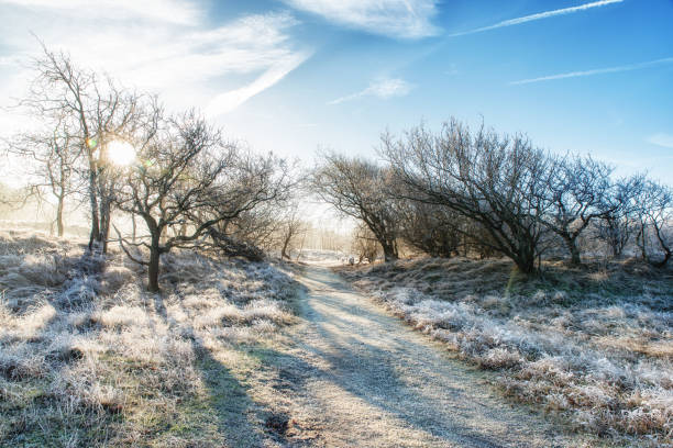 Track Through Frost Covered Grass