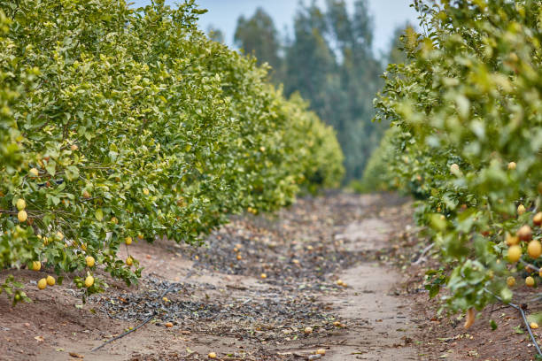 istock Orange and lemon plantations 665356296