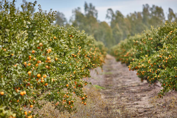 istock Orange and lemon plantations 665356574