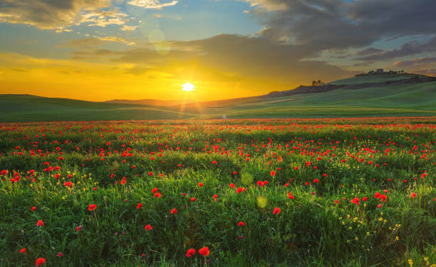 landschaft mit mohnblumen in der toskana, italien bei sonnenuntergang - landscape nature poppy field stock-fotos und bilder