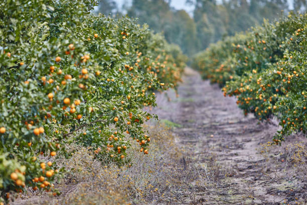 istock Orange and lemon plantations 665357408