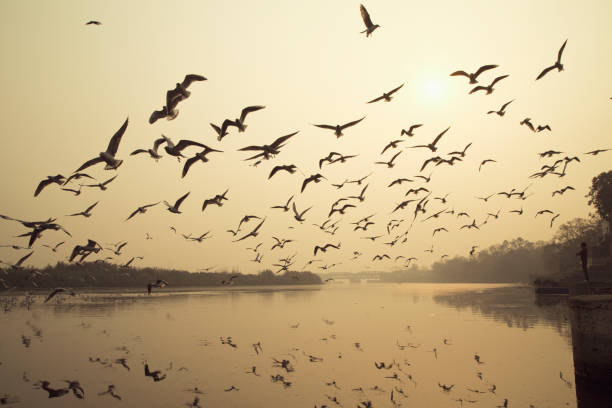 Silhouette of flock of birds flying over river during sunset