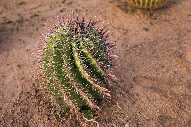 Cactus on Caribbean landscape