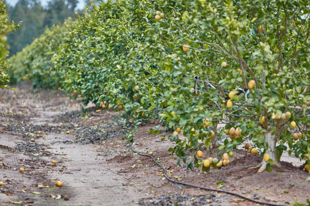 istock Orange and lemon plantations 665371828