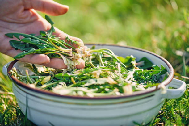 Harvesting wild dandelion greens is a beloved springtime ritual