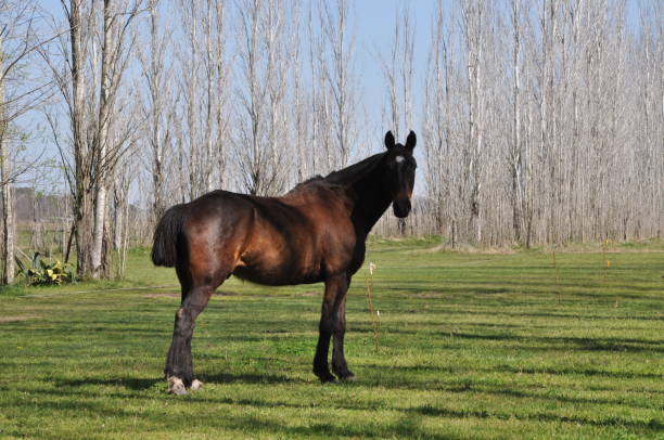 horse in the field