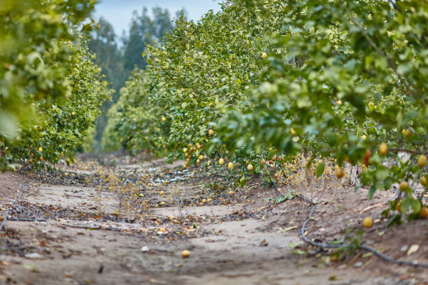 istock Orange and lemon plantations 665373226