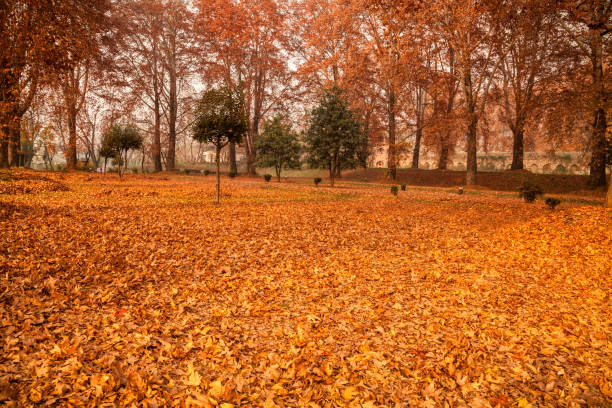istock Maple trees at Nishat Bagh Garden in Srinagar 665375792
