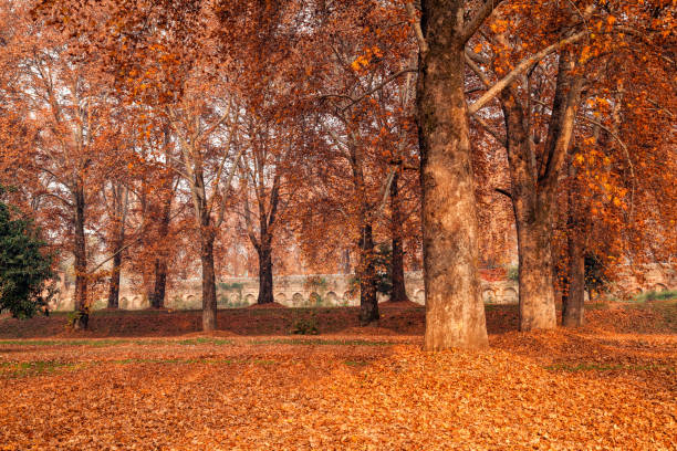 istock Maple trees in a garden at Nishat Bagh in Srinagar 665375814