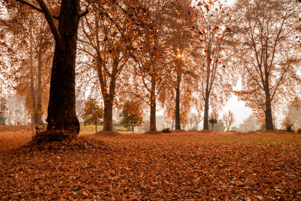 istock Maple trees at Nishat Bagh Garden in Srinagar 665375916